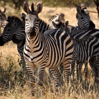 Zebra Tanzania