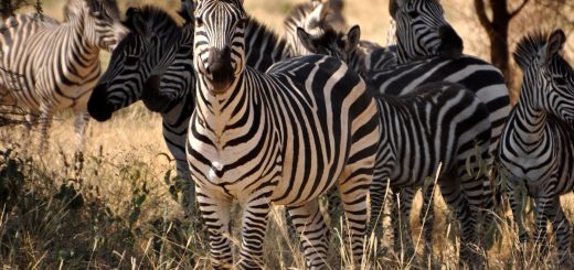 Zebra Tanzania