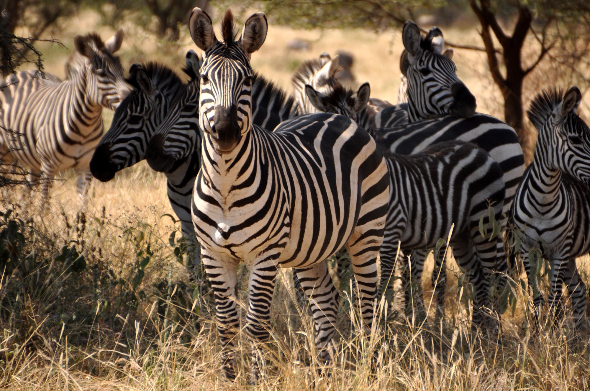 Zebra Tanzania