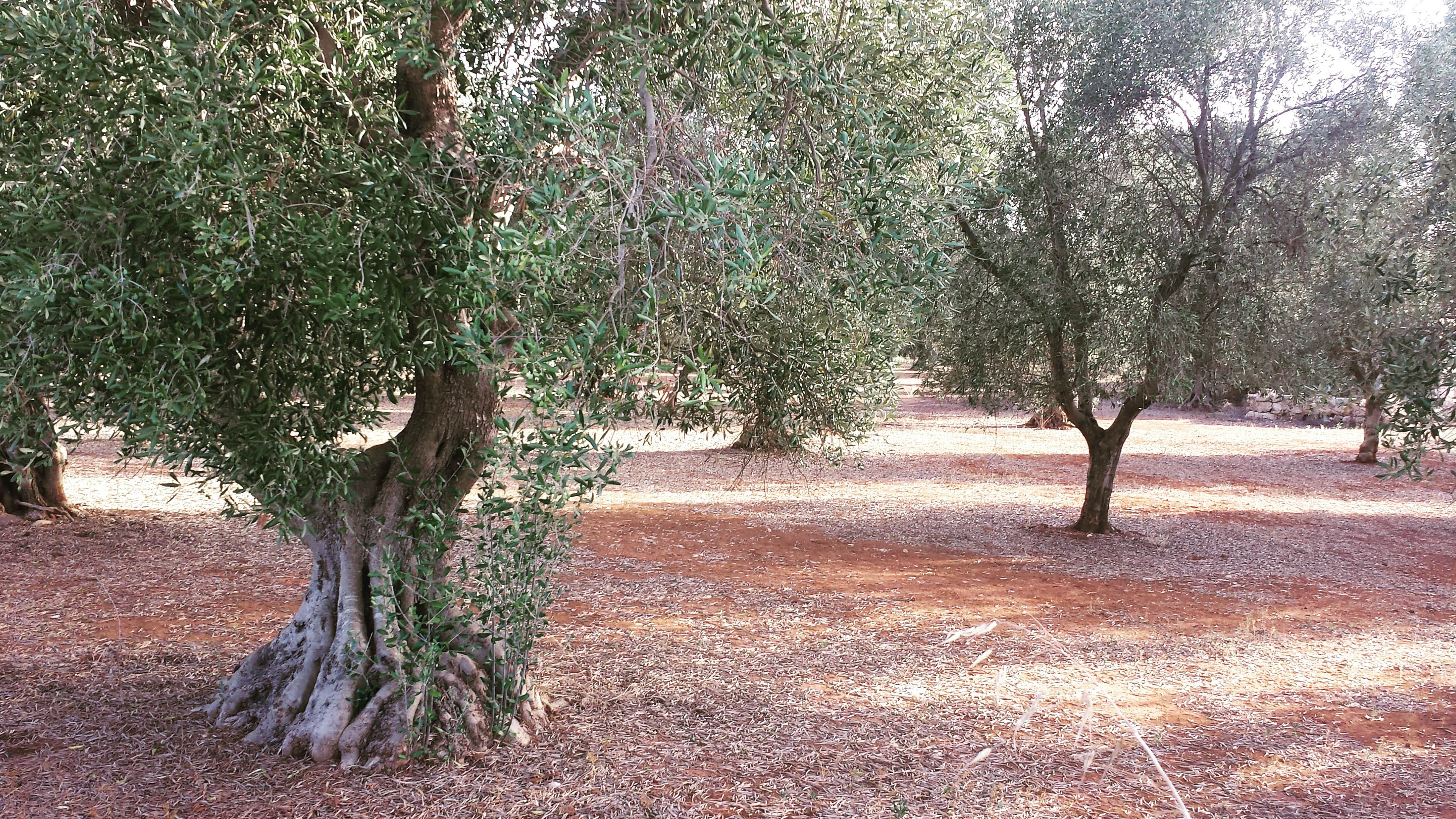 Olijfboom in Puglia