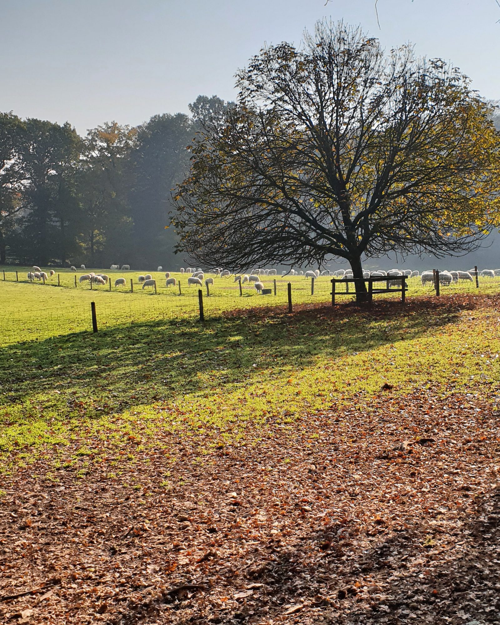 Schaapskooi Veluwe