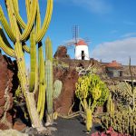 Jardín de Cactus