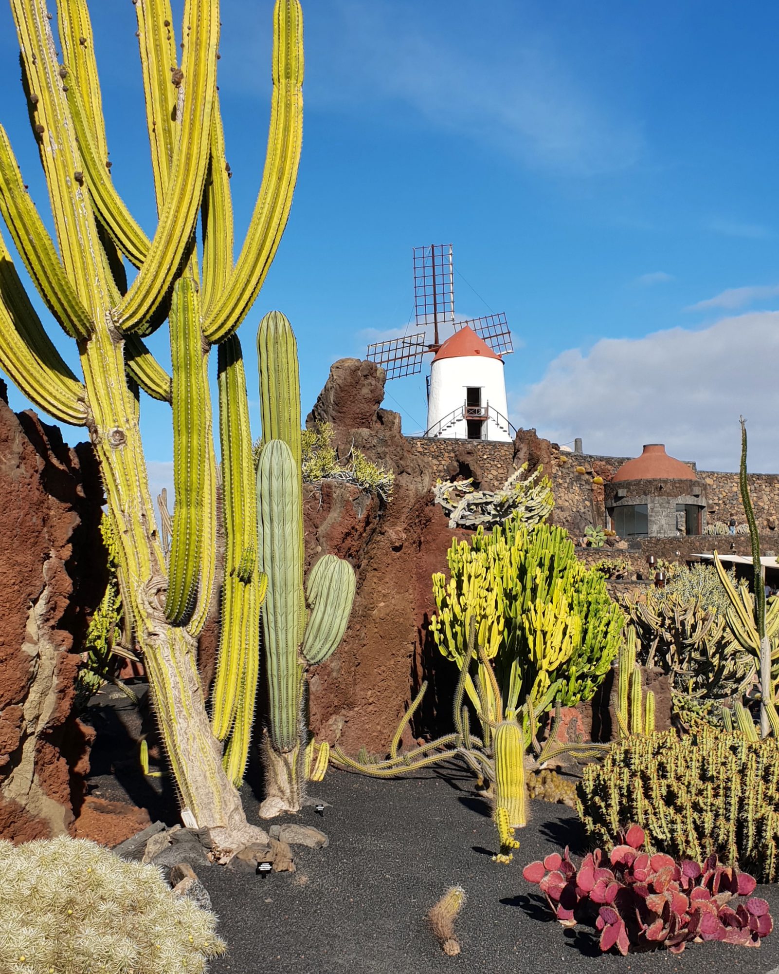 Jardín de Cactus