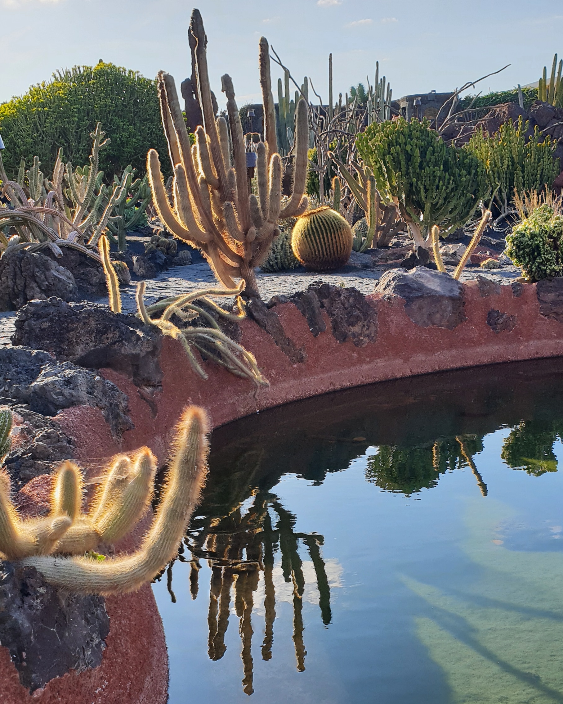 Jardín de Cactus