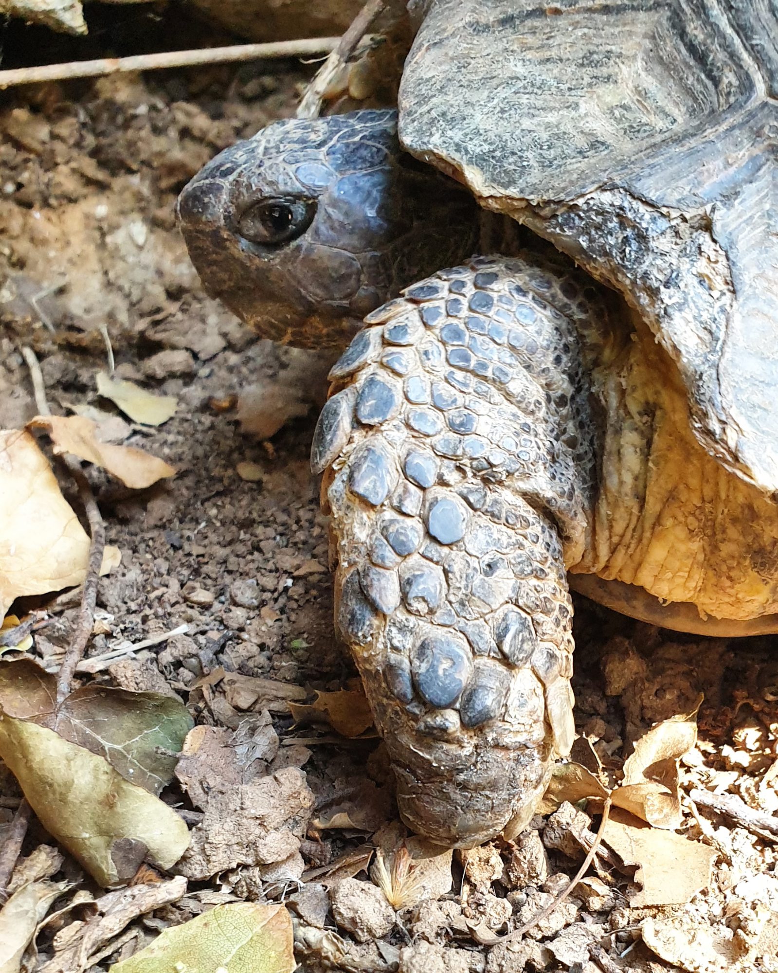 Schildpad in Griekenland