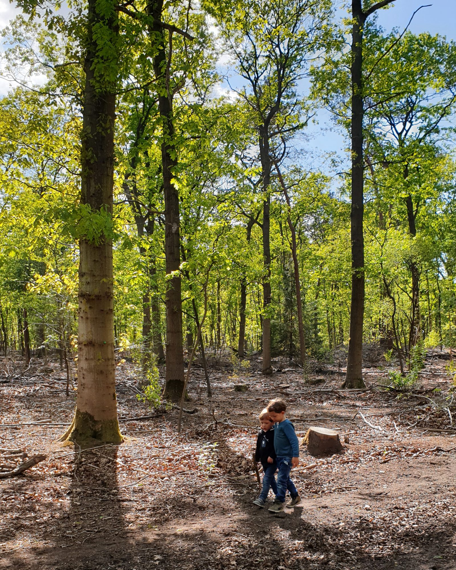 Boswandeling Veluwe