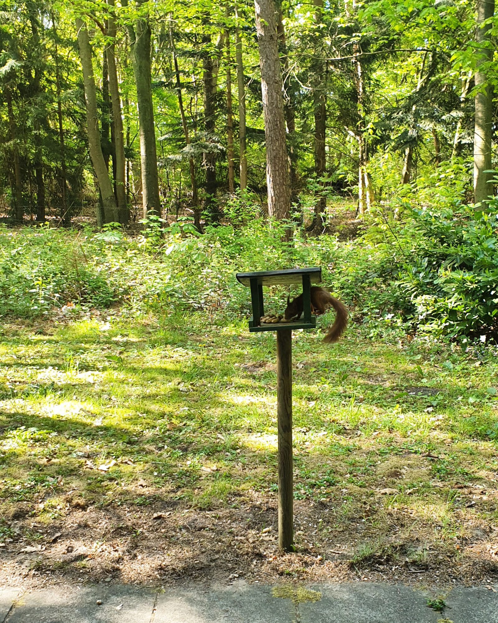 Eekhoorn Veluwe