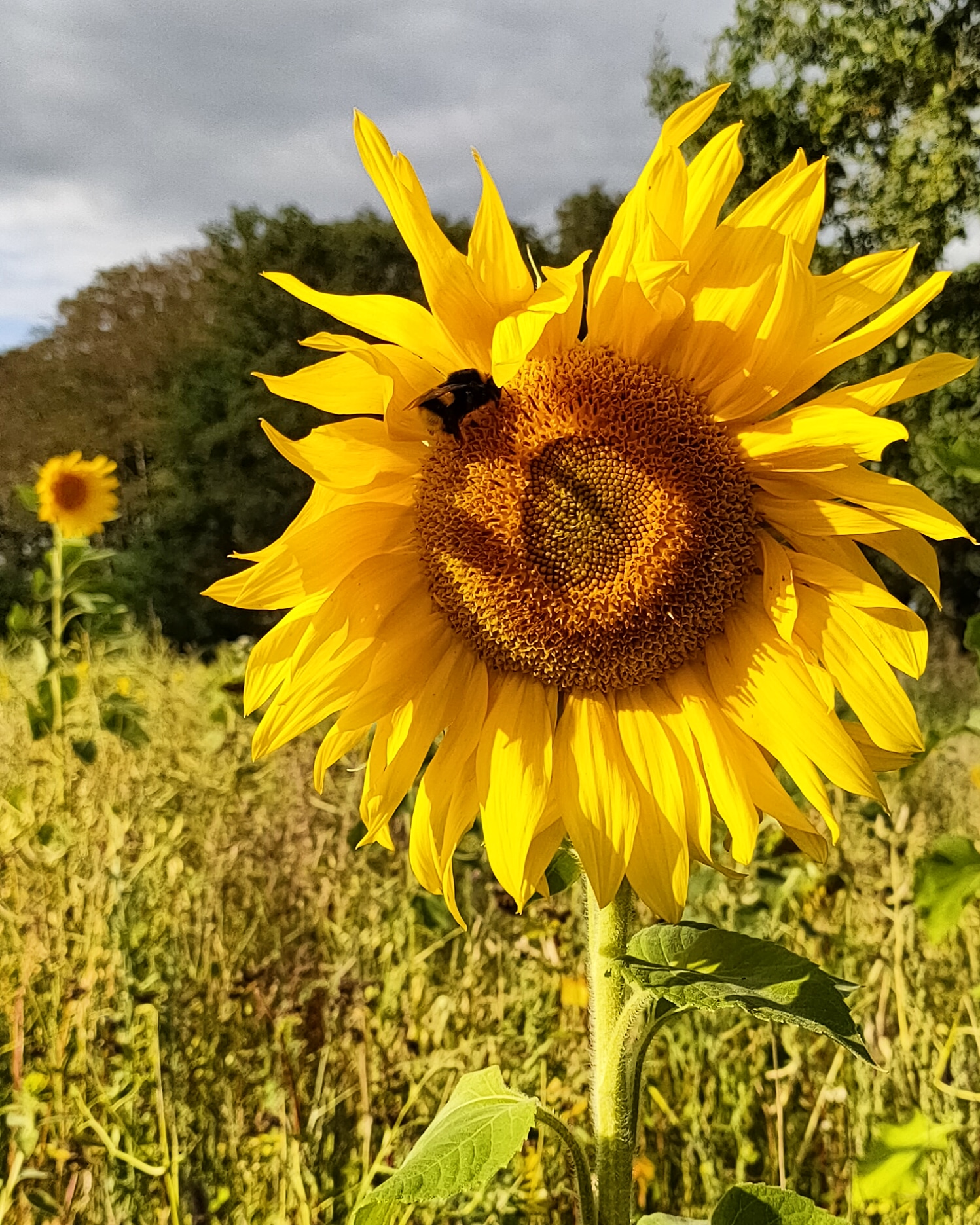 Zonnebloem